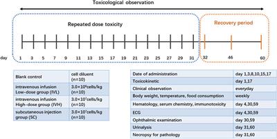 Repeat-dose toxicity study of human umbilical cord mesenchymal stem cells in cynomolgus monkeys by intravenous and subcutaneous injection